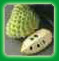 Click here to view the African Pride