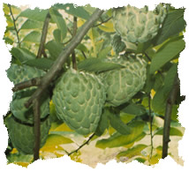 Fruit